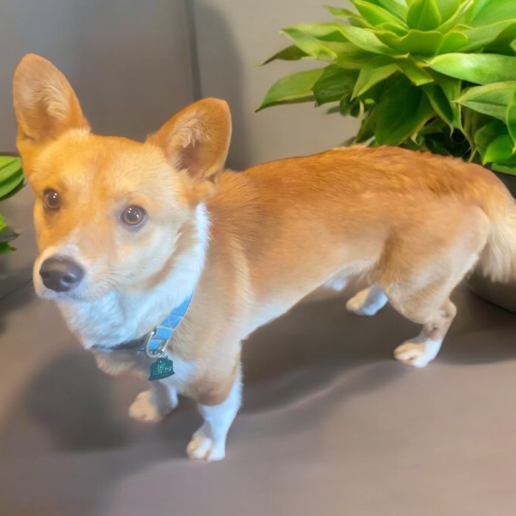 Charlie (Dallas)