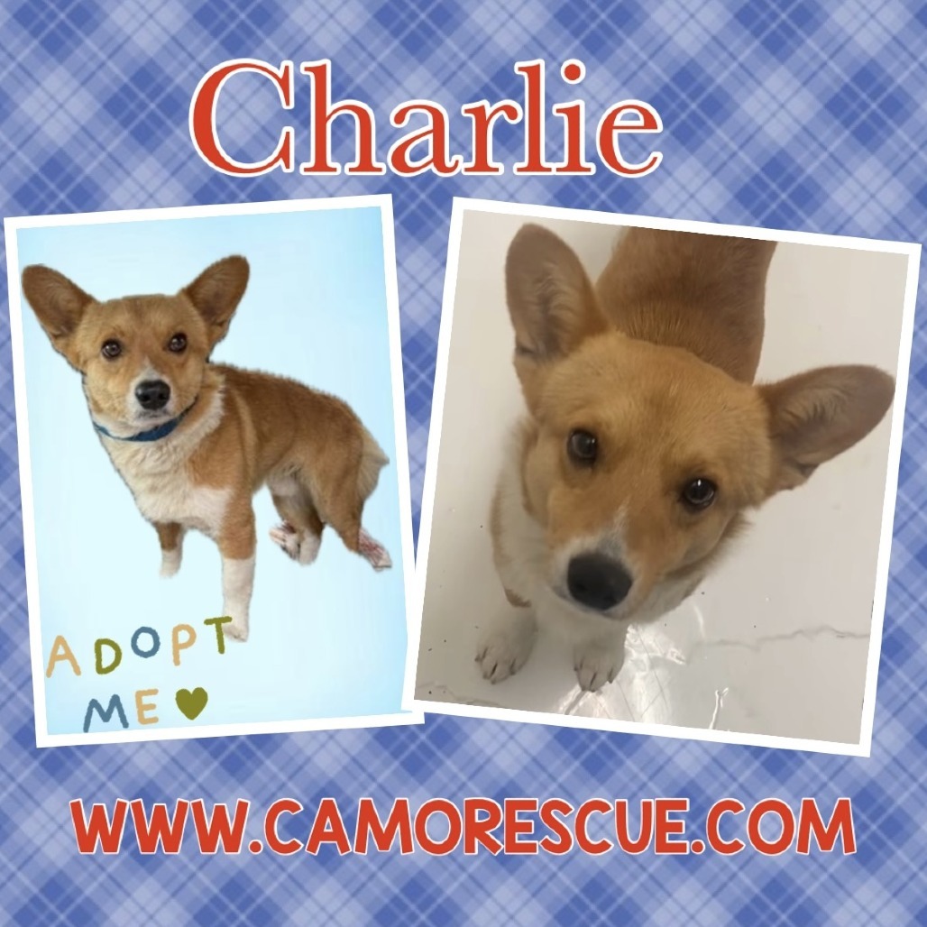 Charlie (Dallas)