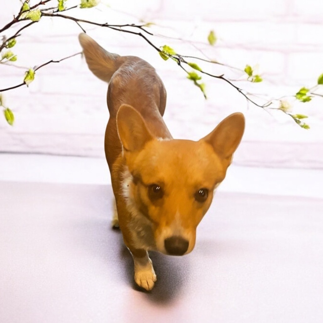 Charlie (Dallas)