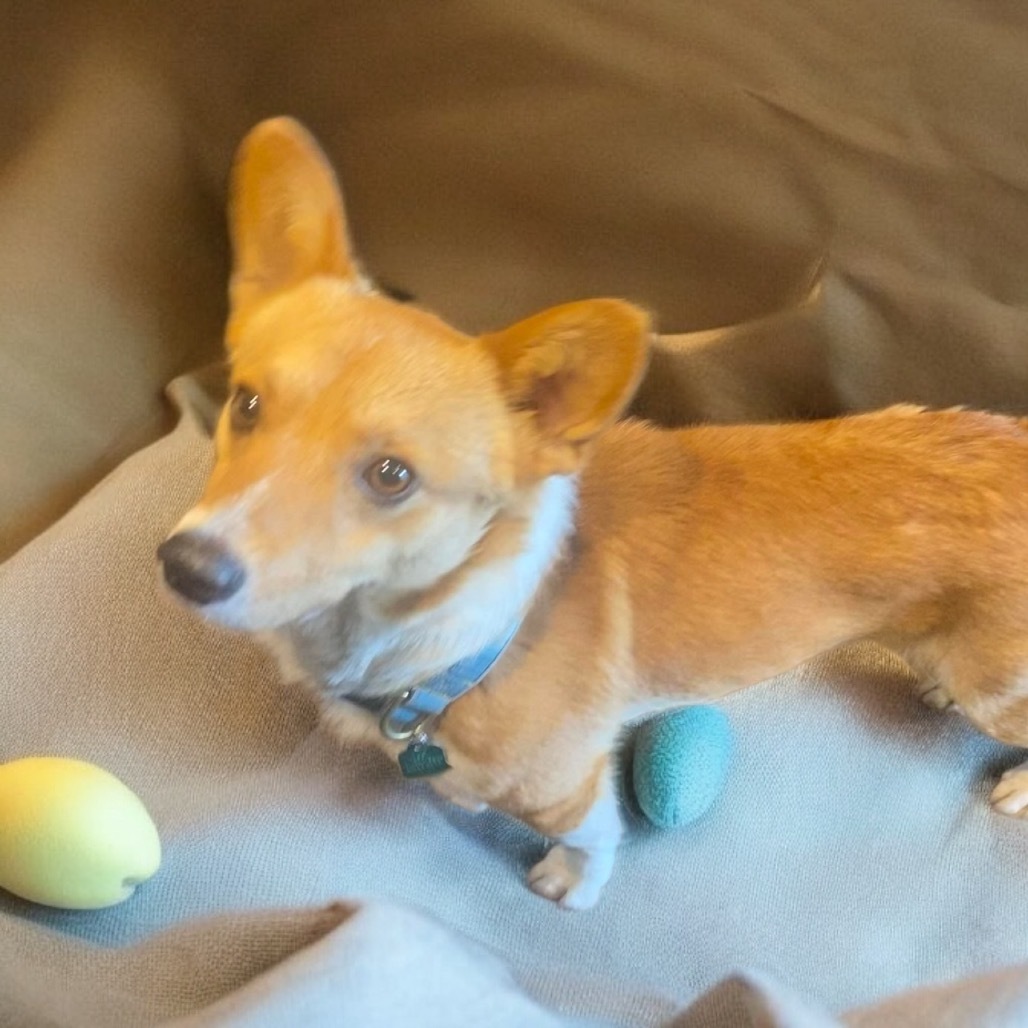 Charlie (Dallas)