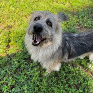 Falkor is a 5-year-old Irish Wolfhound mix with a stunning tan and black coat weighing in at 52 pou