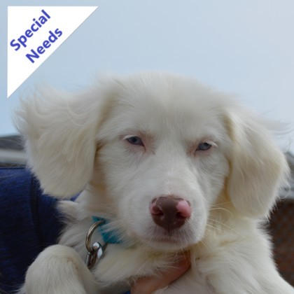Whisper (deaf)