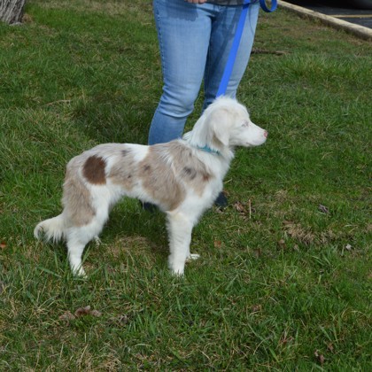 Whisper (deaf)