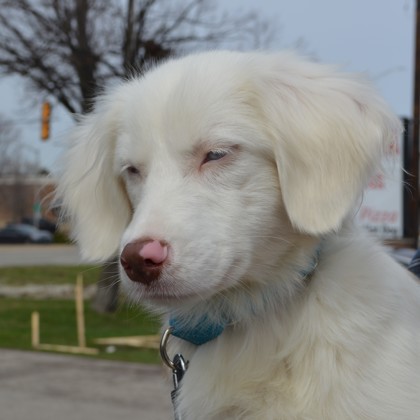 Whisper (deaf)