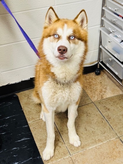 Balto