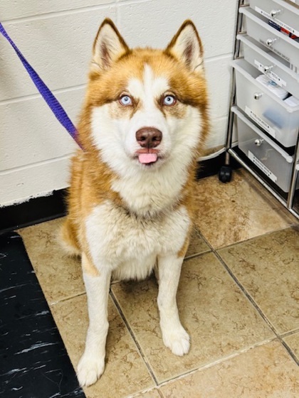 Balto