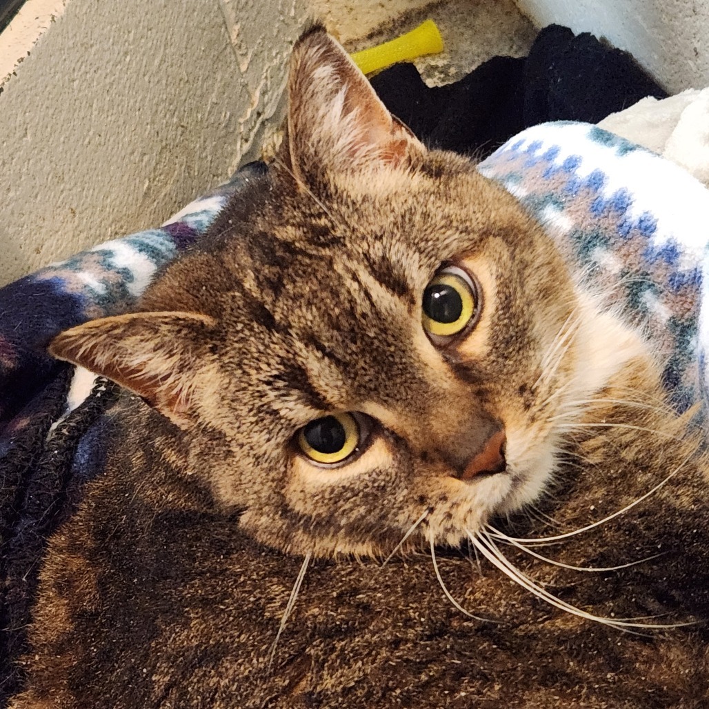 Willow-Foster