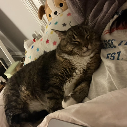 Willow-Foster