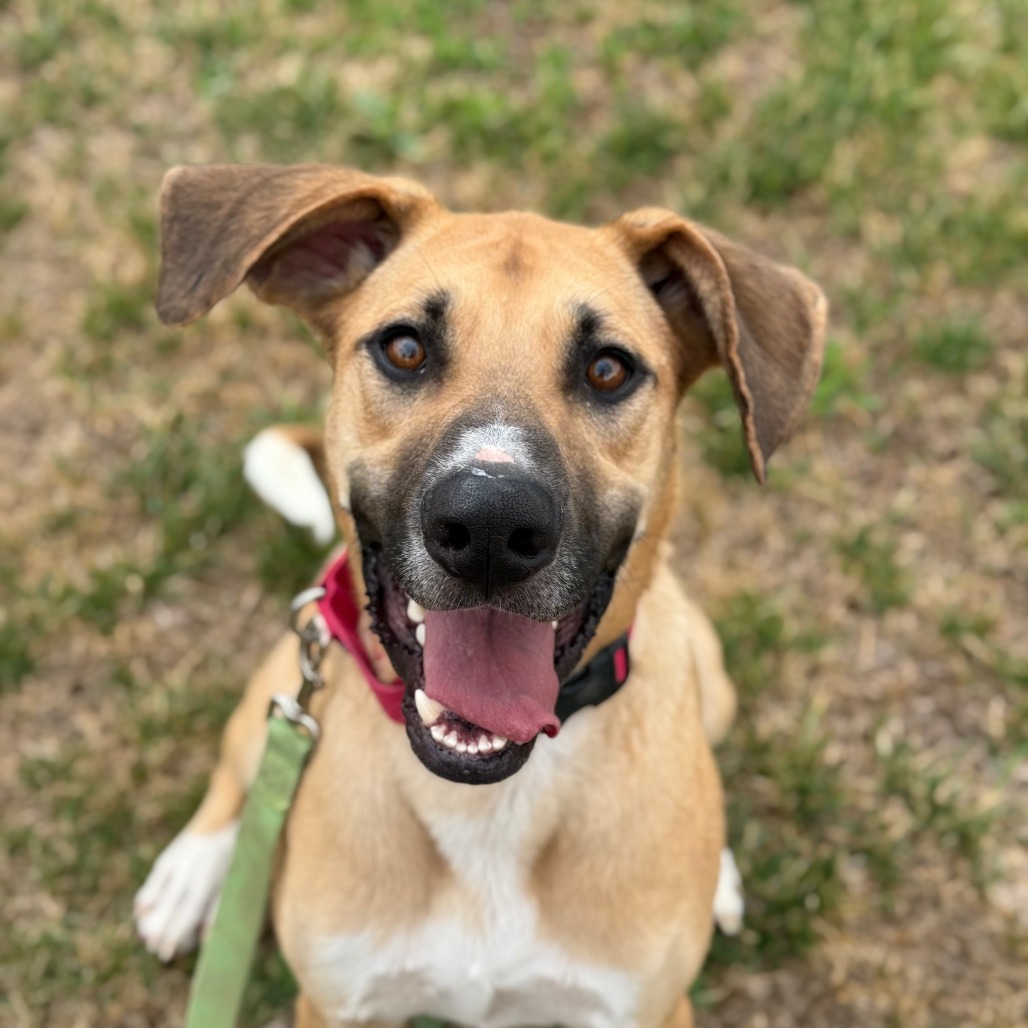 Remington