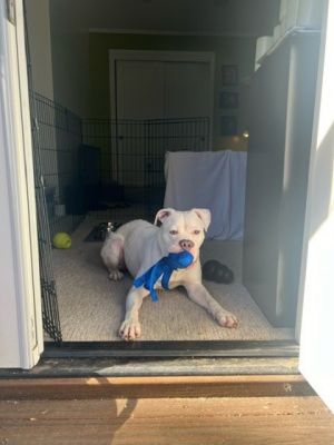 What my friends at Seattle Humane say about me Im super sweet I love making friends with small do