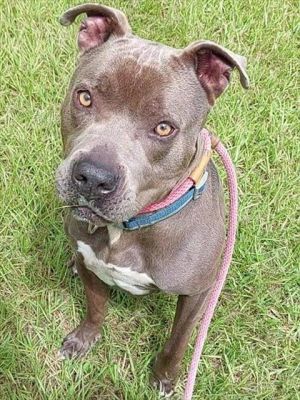 Senior Paws Giving Senior Dogs a Second Chance Through our Senior Paws program The Pet Project par