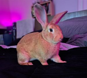 MAXIMUS Bunny Rabbit Rabbit