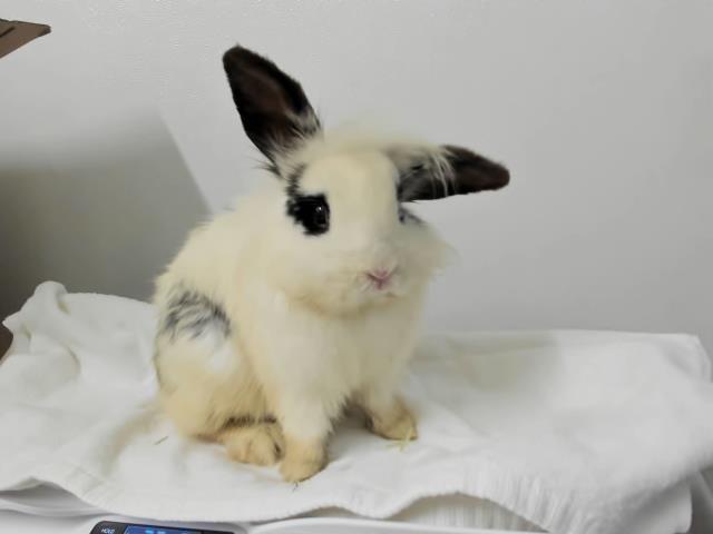 FLOOFY BOB