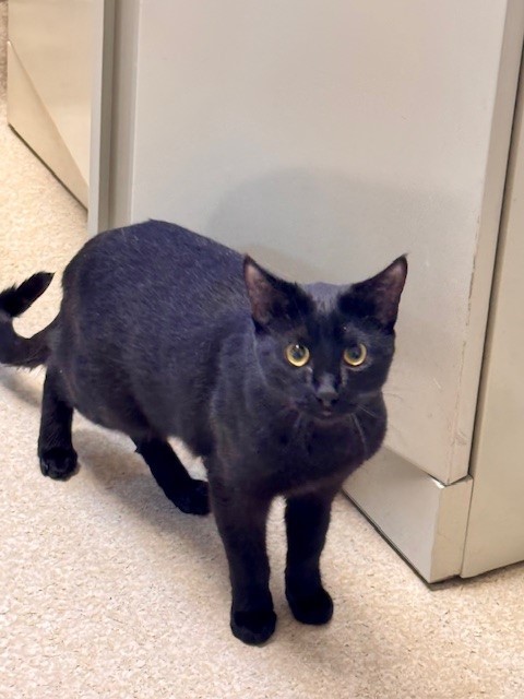 TOOTHLESS, an adoptable Domestic Short Hair in South Lake Tahoe, CA, 96150 | Photo Image 1
