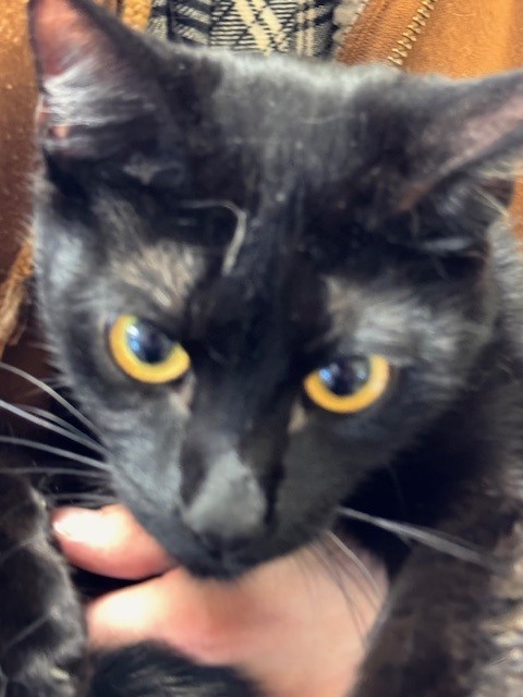 MIDNIGHT, an adoptable Domestic Short Hair in South Lake Tahoe, CA, 96150 | Photo Image 1
