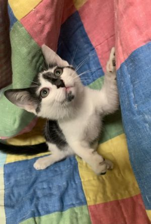 Name James Age 8 Weeks Breed Domestic Shorthair Gender Male Meet James Introducing the adorable