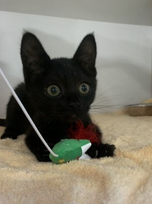 Name Parks Age 8 Weeks Breed Domestic Shorthair Gender Female Meet Parks Introducing the adorab