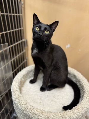Name Rosa Age 1 Year Breed Domestic Shorthair Gender Female Meet Rosa Introducing Rosa a sweet
