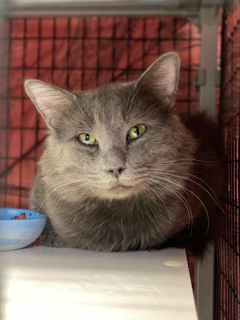 Baloo, an adoptable Domestic Medium Hair in Grants Pass, OR, 97526 | Photo Image 2