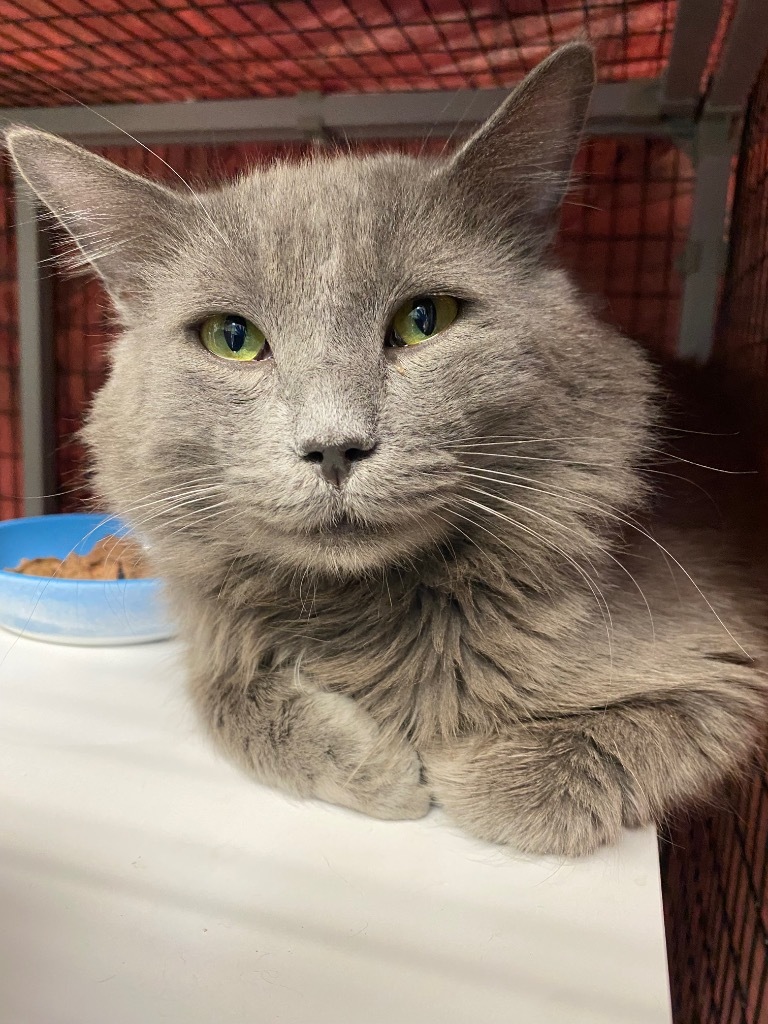 Baloo, an adoptable Domestic Medium Hair in Grants Pass, OR, 97526 | Photo Image 3