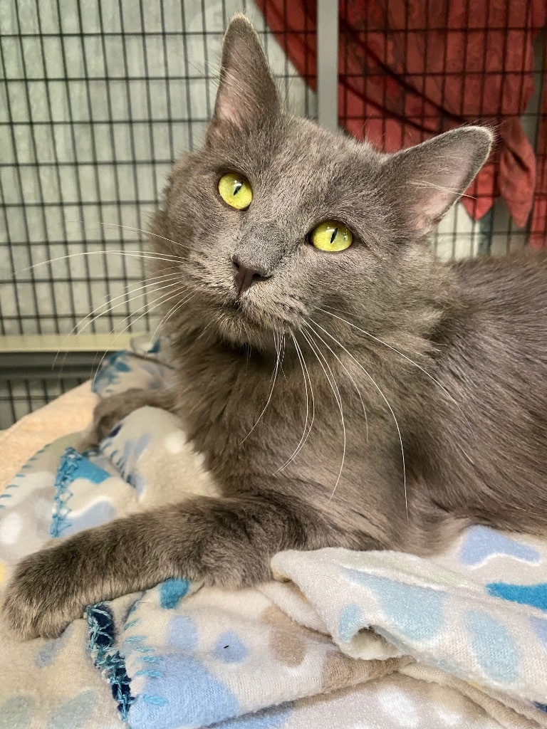Baloo, an adoptable Domestic Medium Hair in Grants Pass, OR, 97526 | Photo Image 4