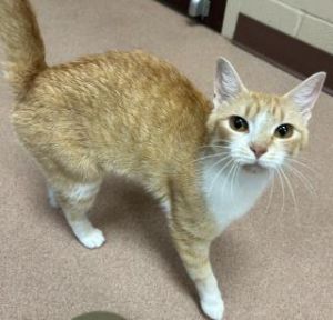 Mango Lemonade, Adult Female Domestic Short Hair