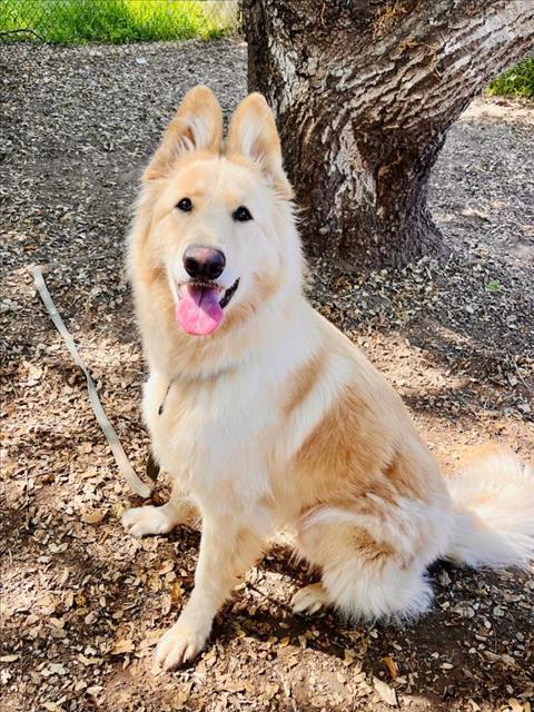 BELLA
