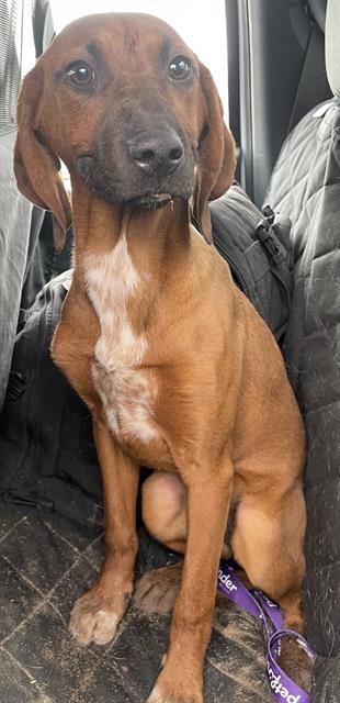 TWIX, an adoptable Redbone Coonhound, Mixed Breed in Casper, WY, 82601 | Photo Image 1