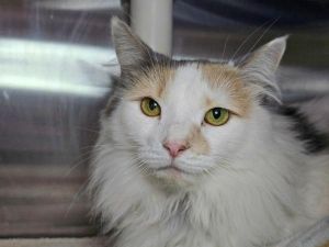 Cali-Bell, Adult Female unknown