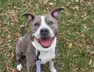 Storm, Adult Female unknown