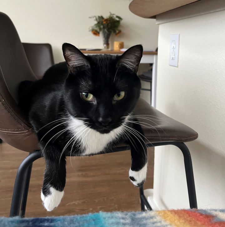 DJANGO - Offered by Owner - Gentle Soul 1