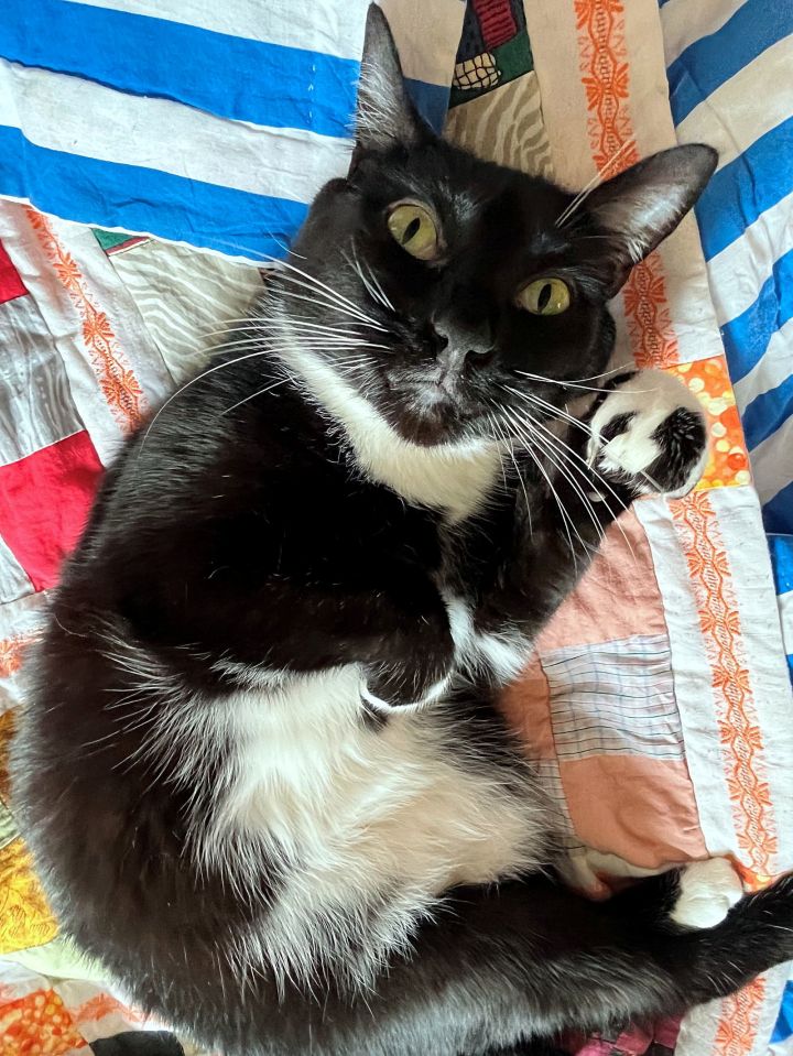 DJANGO - Offered by Owner - Gentle Soul 2