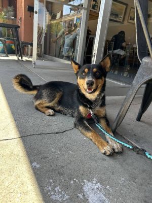 Cattle Dog mix male 1 year oldWiley is a one-year old 35 pound male Cattle Dog mix Hes a very
