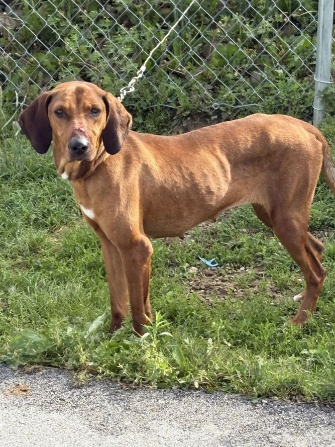 EMBER