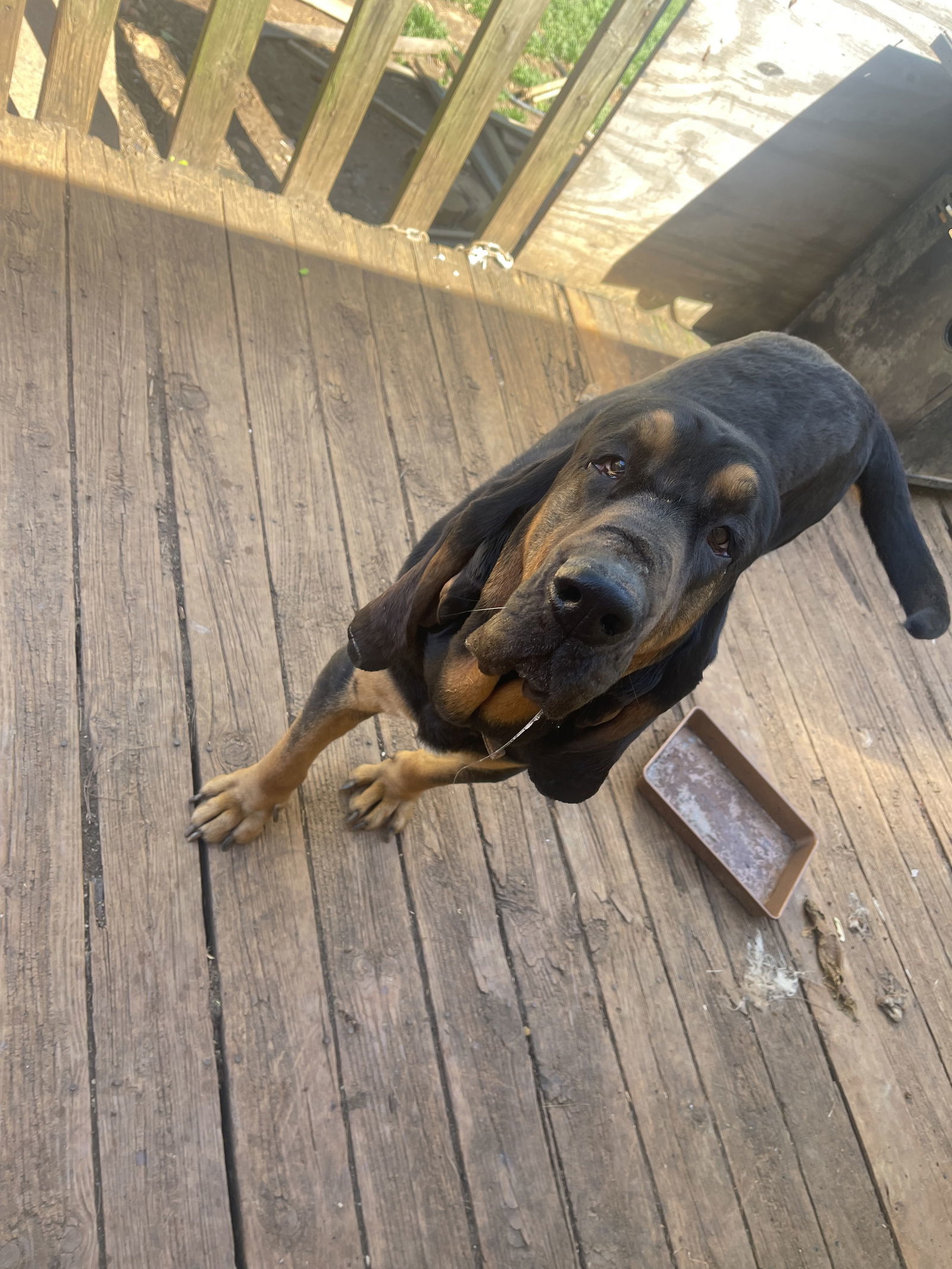 Biskit: "My Home to Yours"