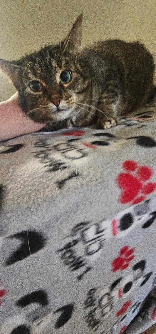 MAGGIE