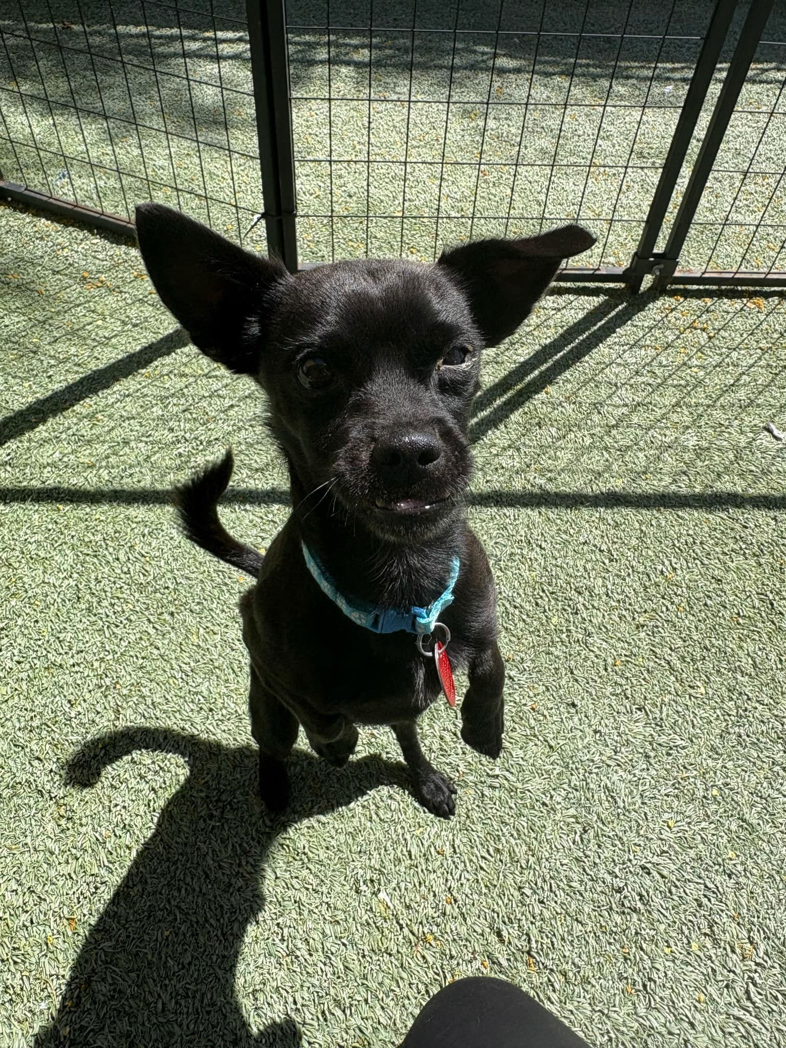Oreo