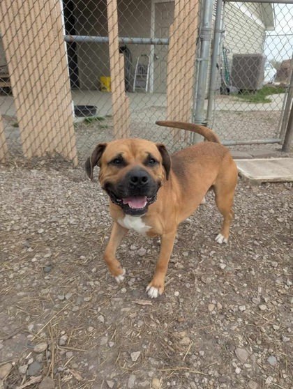 Twix, an adoptable Bullmastiff, Boxer in Jasper, IN, 47547 | Photo Image 1
