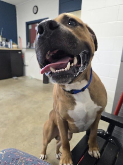 Twix, an adoptable Bullmastiff, Boxer in Jasper, IN, 47547 | Photo Image 2