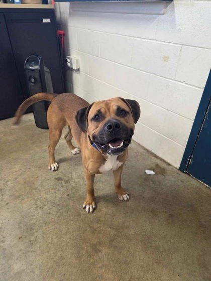 Twix, an adoptable Bullmastiff, Boxer in Jasper, IN, 47547 | Photo Image 3