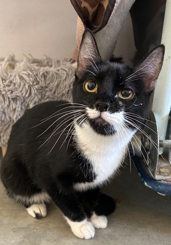 Hailey, an adoptable Domestic Short Hair in Emmett, ID, 83617 | Photo Image 1