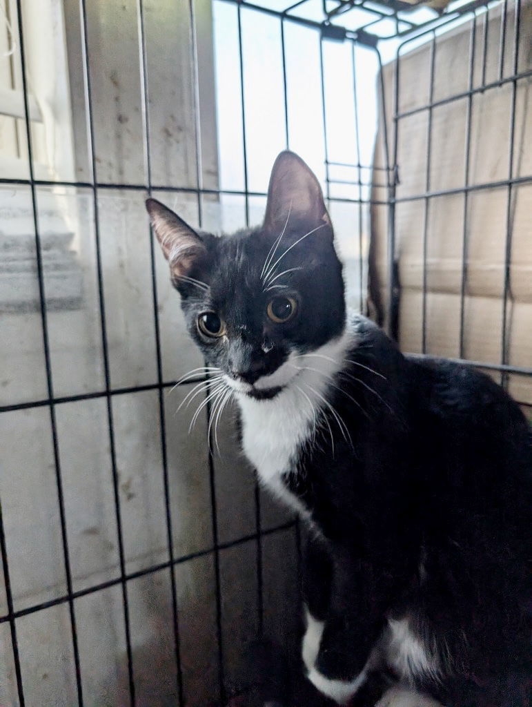 Hailey, an adoptable Domestic Short Hair in Emmett, ID, 83617 | Photo Image 2