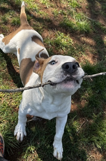 Harvey