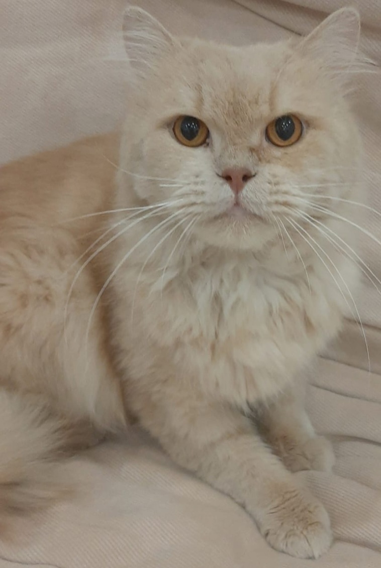 Waffle, an adoptable Persian in Snow Hill, MD, 21863 | Photo Image 1