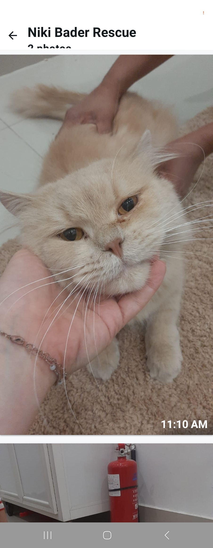Waffle, an adoptable Persian in Snow Hill, MD, 21863 | Photo Image 3