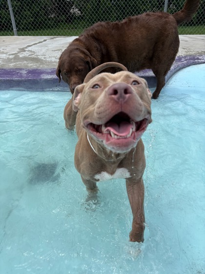 Brutus