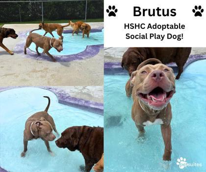 Brutus