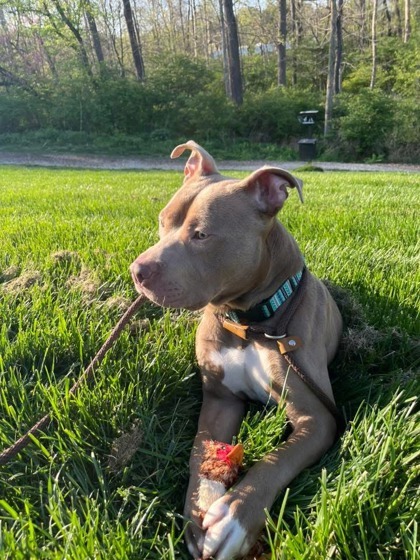 Brutus