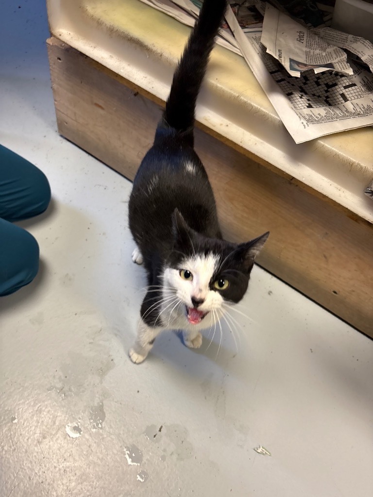 Minnie Mouse, an adoptable Domestic Short Hair in Greenwood, MS, 38930 | Photo Image 1