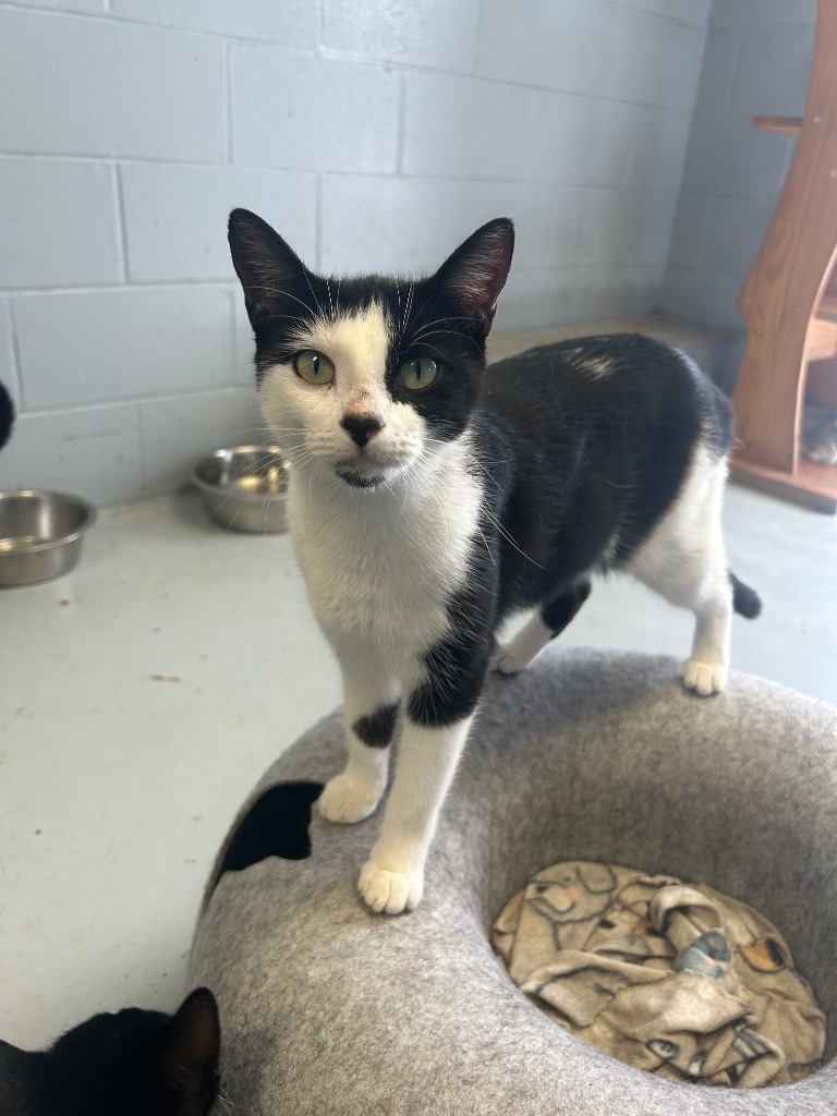Minnie Mouse, an adoptable Domestic Short Hair in Greenwood, MS, 38930 | Photo Image 1